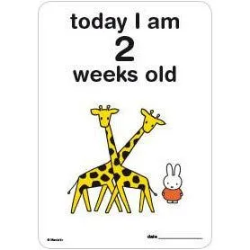 Milestone Baby Cards Miffy Edition