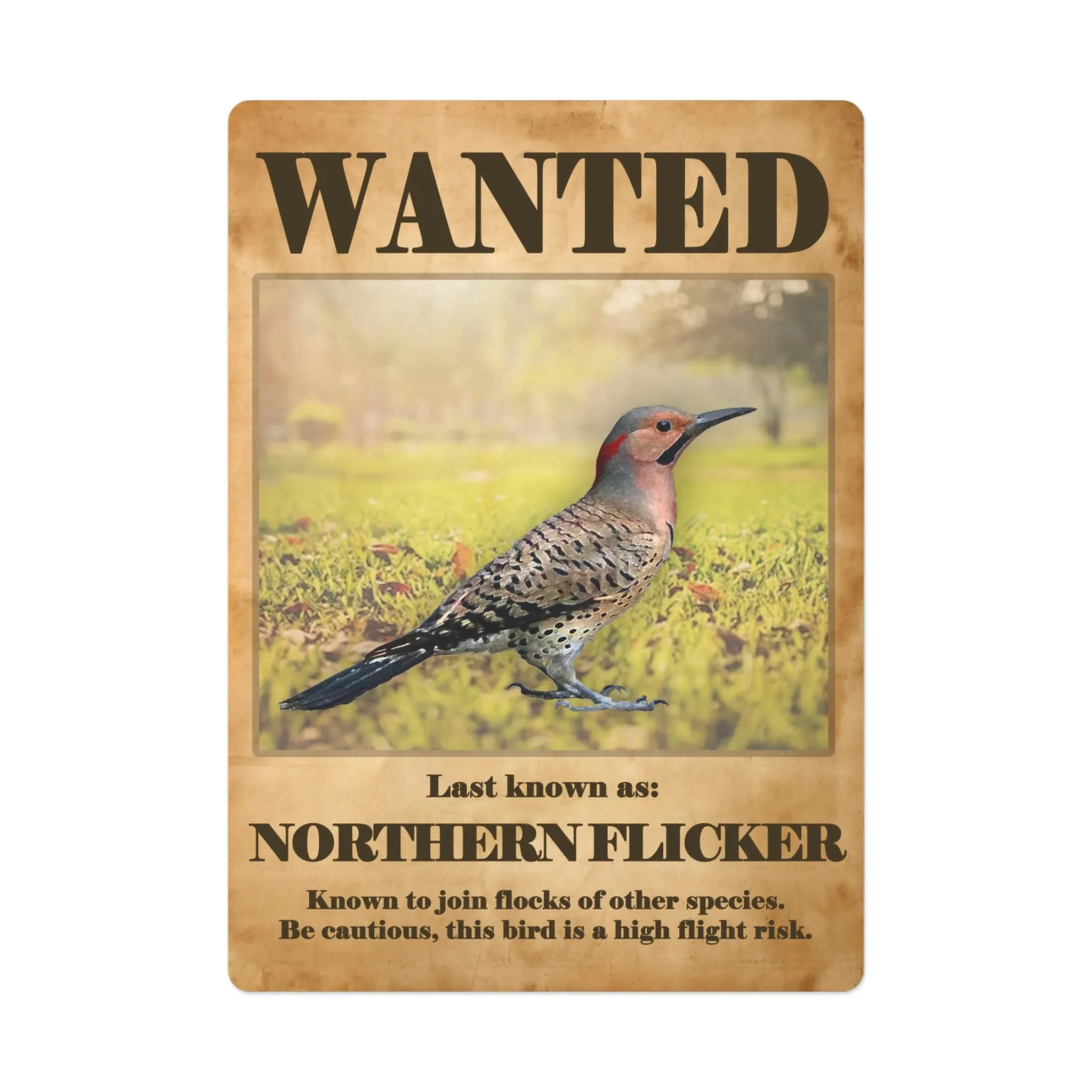 Wanted: Northern Flicker Poker Playing Cards